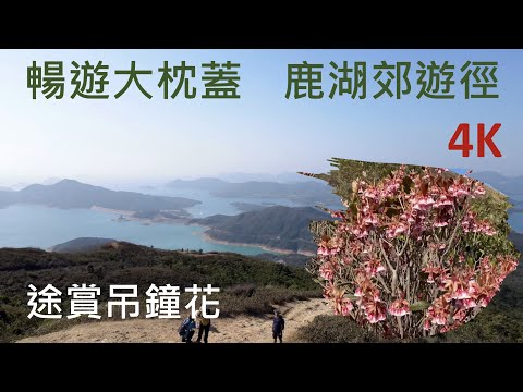 暢遊大枕蓋 - 鹿湖郊遊徑 - 途賞吊鐘花 - Tai Cham Koi - Luk Wo Country Trail - ｛山野篇 Hong Kong Hiking｝