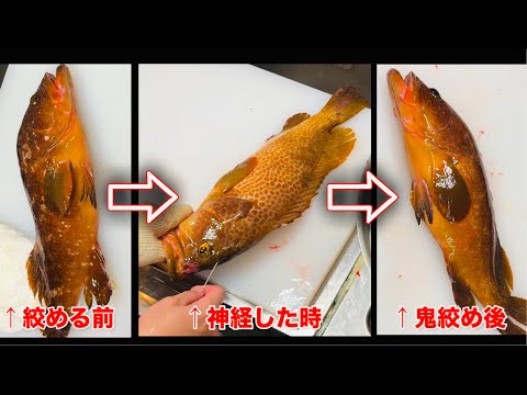 【一目瞭然】魚を締めた《鬼絞め》後、生きてる時の色に戻す技。色が戻った魚は無茶苦茶旨い。