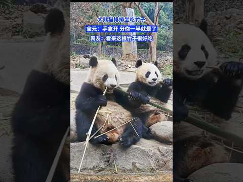 「有竹同享」！爲公平起見，牠甚至用手量了一下😂#panda #熊貓