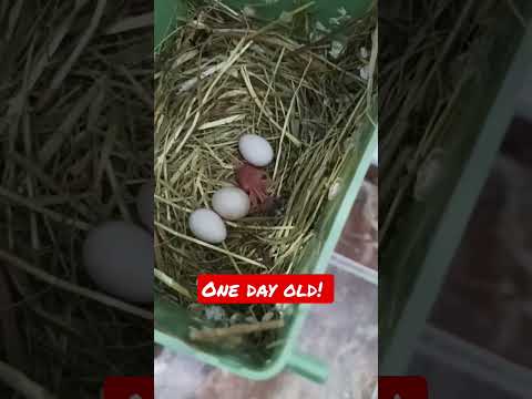 Parrot finch chick! Erythrura psittacea