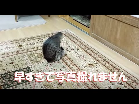 パワー仔猫 （＊本当に早送りしてません）