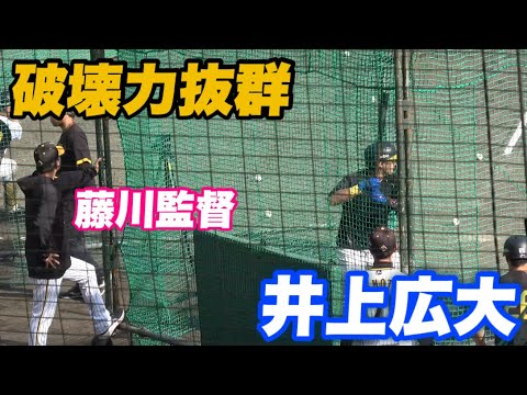 【大山の後継者 1塁も練習中と1塁の大砲と期待されている井上広大の打撃練習】