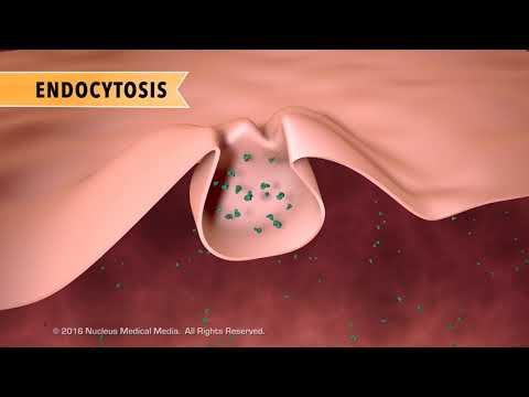 Cell Biology: Active Transport