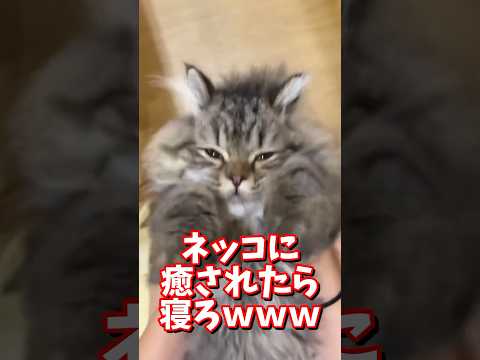 ネッコの動画で癒されたら寝ろｗｗｗ　#2ch #2chまとめ 動物スレ #2ch面白いスレ #動物 #犬 #猫 #癒やし #ねこ動画