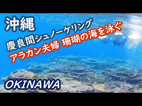 (Japan trip) Snorkeling in the sea of Kerama, Okinawa, watching coral and tropical fish