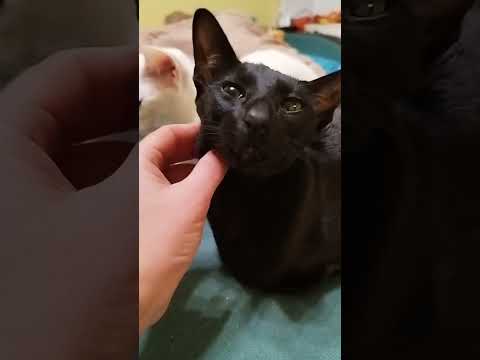 Cute oriental cats Kira and Loki purr and mew when they are scratched