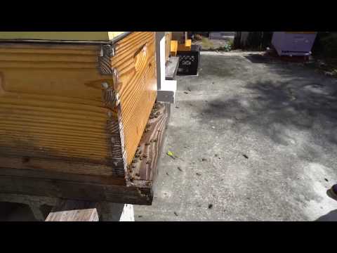 Tasha's Garden - Palm Pike Apiary