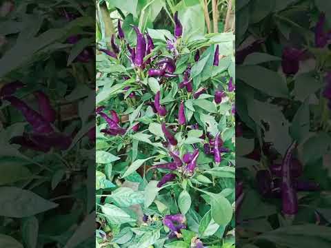 #siling violet#super anghang#amazing#short#minesview Baguio city