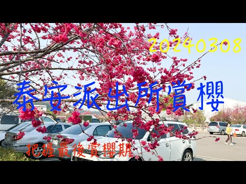 萬ㄟeye台灣20240308泰安派出所賞櫻   4K