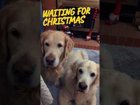 Dogs wait for Christmas, snow and treats #dogs #shorts #goldenretriever