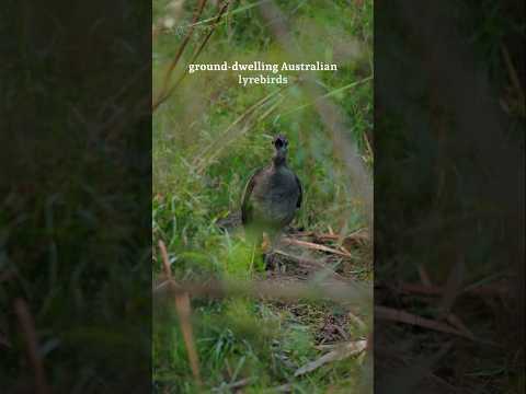 ground-dwelling Australian lyrebird #lyrebird #birds #nature #shorts #wildlife #youtube