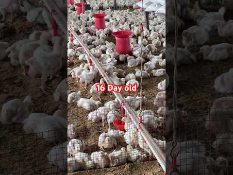 16 Day old chicks #poultry #chickenfarming #trendingvideo #chickenfarmingbusiness #poultryfood #pig