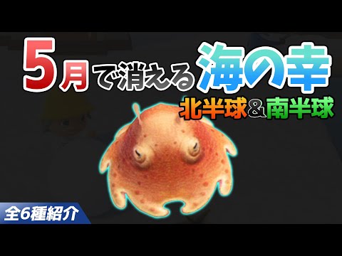 【あつ森】5月で消える海の幸を全て紹介！出現時間や影のサイズ・値段・捕まえ方のコツも徹底解説！メンダコやガザミ、サザエなどレアを効率よく捕る方法【あつまれどうぶつの森　5月海の幸図鑑コンプ】