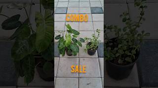 Combo sale - philo burl marx and jade ar Rs119 #plantsale#viral#philodendron#homesellers