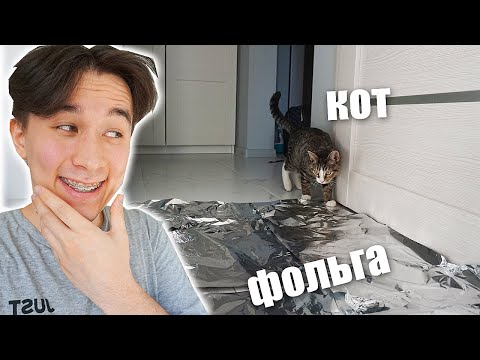 Ходят ли коты по фольге? Эксперимент 🙀