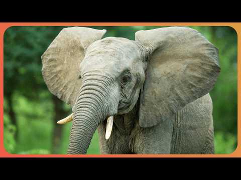 The Tale of An Extraordinary Animal-Human Relationship Between Girl and Elephant