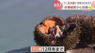 赤潮被害から１年　コンブを食べて育ったエゾバフンウニ初水揚げ　例年の３分の１程度　北海道釧路町