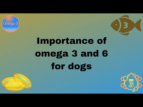 Importance of omega 3 and 6 for dogs