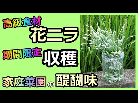 【高級食材 花ニラの収穫】期間限定の希少品 家庭菜園の醍醐味 無農薬 半自給自足