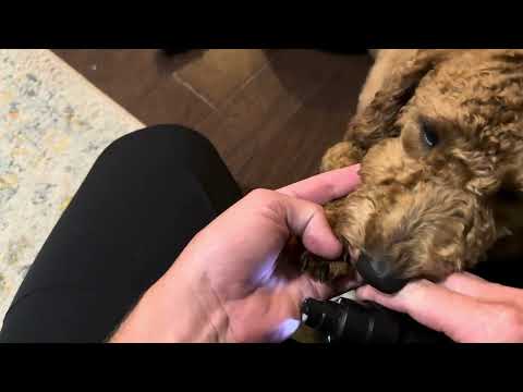 Review: Lopsic Dog Nail Grinder with LED & 2 Speeds