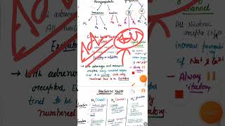 quick revision of ANS Pharmacology for Dsssb and RRB Pharmacist exam 2024 #dsssbpharmacist