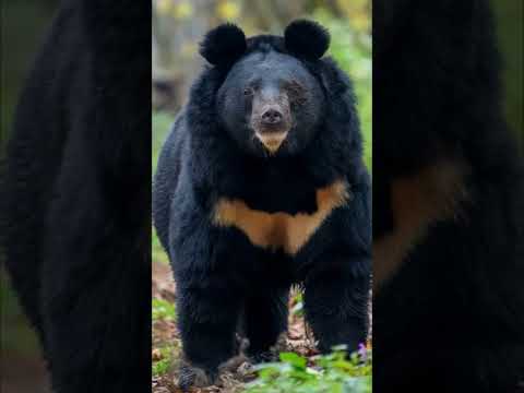 "Controversial Delicacy: Bear Meat Sold in Vending Machines"