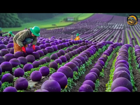 The Most Modern Agriculture Machines That Are At Another Level , How To Pumpkins In Farm