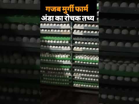 लेयर मुर्गी फार्म | Egg farming facts | Egg farming in India #Shorts #short #ytshorts