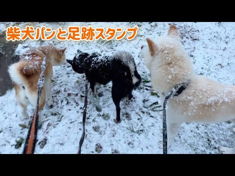 柴犬の雪パン化も足跡スタンプも全部かわいい！