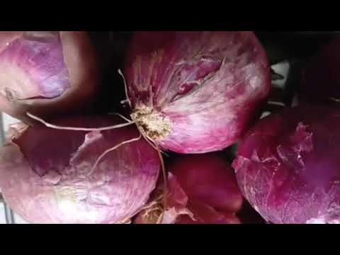 THE BEAUTYOF BULBY ONIONS, UNSCRIPTED