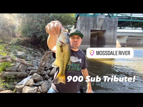 BankFishing Tribute To 900 Subs! Hooking Up At Mossdale. #fishing #fish #tribute #new #video #yt