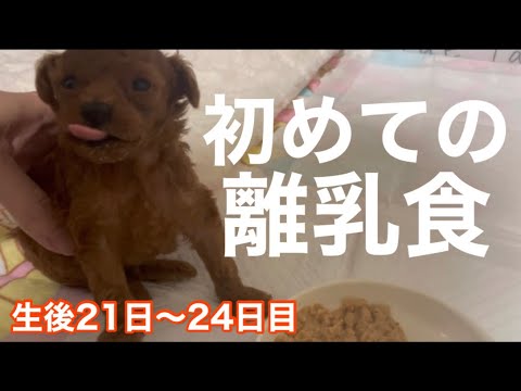 初めての離乳食【生後21日〜24日目】ティーカッププードル