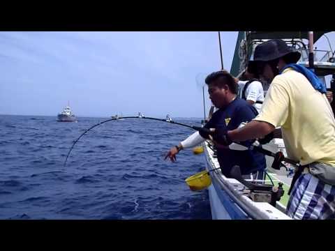 相模湾　キメジ（キハダ）　丸十丸　2013年8月　近藤加津哉（雑魚釣り隊）