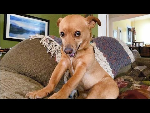 20 Minutos De Videos De Perros HILARIOSOS Que Jamás Verás 😸🐶