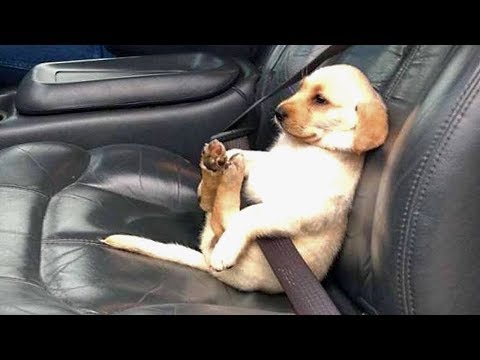 Labrador Puppies Funny Compilation