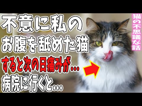 【猫の不思議な話】帰宅すると猫の様子がおかしい…。すると不意に私の服に潜り込んできてお腹を舐め始めた。次の日、舐められた場所が痛み病院に行くととんでもない事が・・・。【朗読】