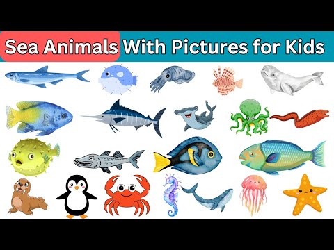 Learn English Sea Animals for  Everybody | Ocean Animal Names |#kidslearning #englishlearningvideo