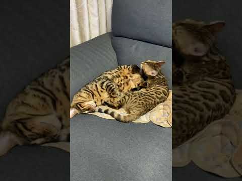 爆睡中の猫をひたすら舐め続ける猫#Shorts