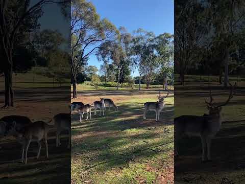 On the way I saw some herd of deer - Australia 🇦🇺 🦌 #deer #camping #australia #nature