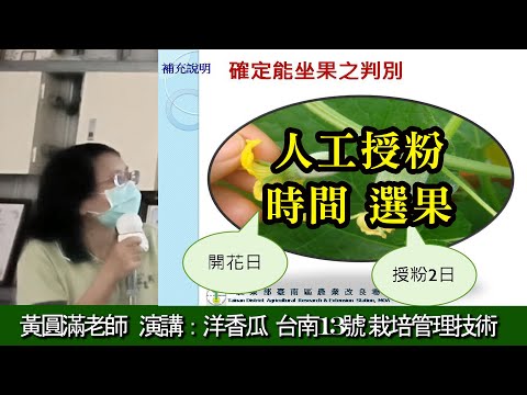 人工授粉 時間 選果  洋香瓜台南13號 栽培管理技術 黃圓滿老師