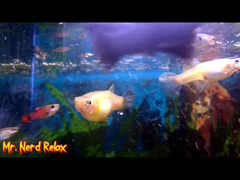 Живородящие рыбки гуппи Аквариум aquarium fish