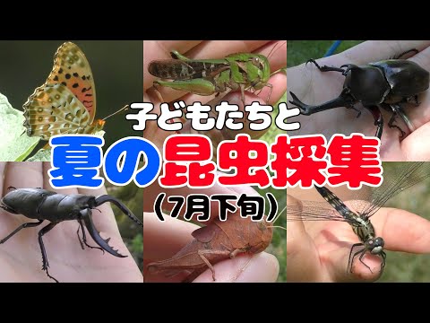 夏は山で虫取りだ！家族で7月の昆虫採集は楽しかった！！！