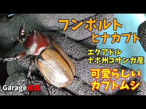 フンボルトヒナカブト羽化　とても可愛らしいカブトムシ　#クワガタ #カブトムシ