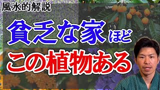 霊を呼んで、貧乏になった家に高確率であった植物。植物の声を風水で解説。幸運の木。縁起の悪い木。生霊と死霊。