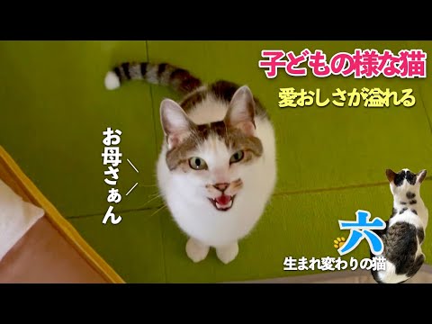 【愛おしい猫】子どもの様な猫の六。愛おしさが溢れて何度も名前を呼んでしまう | [生まれ変わりの猫] 六