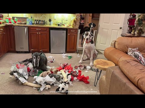 Funny Great Danes & Cat Return To Scene Of The Christmas Paper & "Snow"  Crime