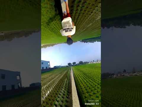 AI 影片剪輯｜Infinity rice field 🌱｜Insta360 X3 #shorts