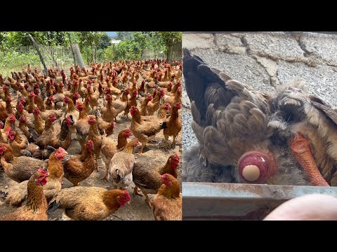 Poultry Farming Techniques - Organic Poultry Farm - Chicken Farm.