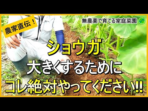 【生姜栽培】収穫前最後の追肥・土寄せと根茎腐敗病対策について解説！【有機農家直伝！無農薬で育てる家庭菜園】　24/7/16