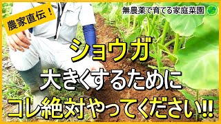 【生姜栽培】収穫前最後の追肥・土寄せと根茎腐敗病対策について解説！【有機農家直伝！無農薬で育てる家庭菜園】　24/7/16